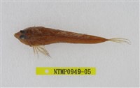 藏品(長崎斜棘(魚銜))的圖片